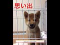 【思い出】仔犬期の思い出①