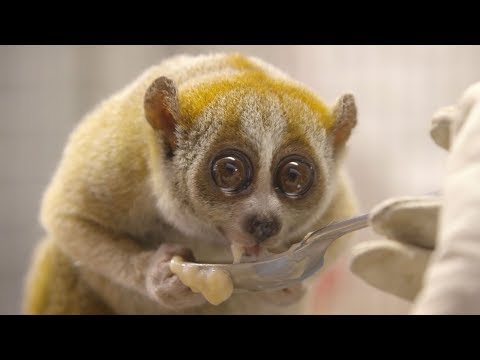 pygmy-slow-loris-at-the-san-diego-zoo