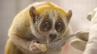 Pygmy Slow Loris at the San Diego Zoo