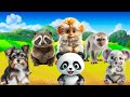 Funny animal sounds around us puppy raccoon gibbon panda koala  animal moments