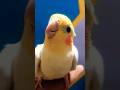 cockatail suddenly die #indipandanceday #15august #indianarmy #indipendence_songs_status #bird #pets