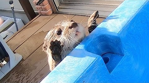 神々しく光り輝きながらプールで泳ぐカワウソ 笑 Otter swimming in a pool with a divine glow