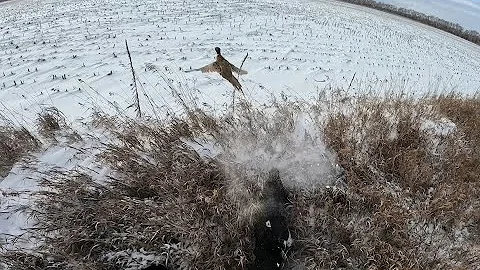 North Dakota Pheasant Hunting| December| A true representation of North Dakota wild birds on the run