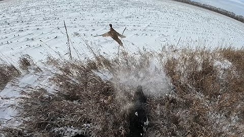 North Dakota Pheasant Hunting| December| A true representation of North Dakota wild birds on the run