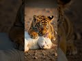 Little tiger looking around for help watch this cute moment #wildlife #tiger #animals