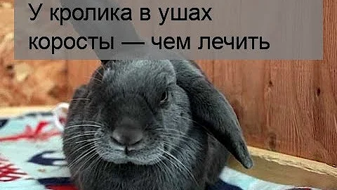 У кролика в ушах коросты — чем лечить