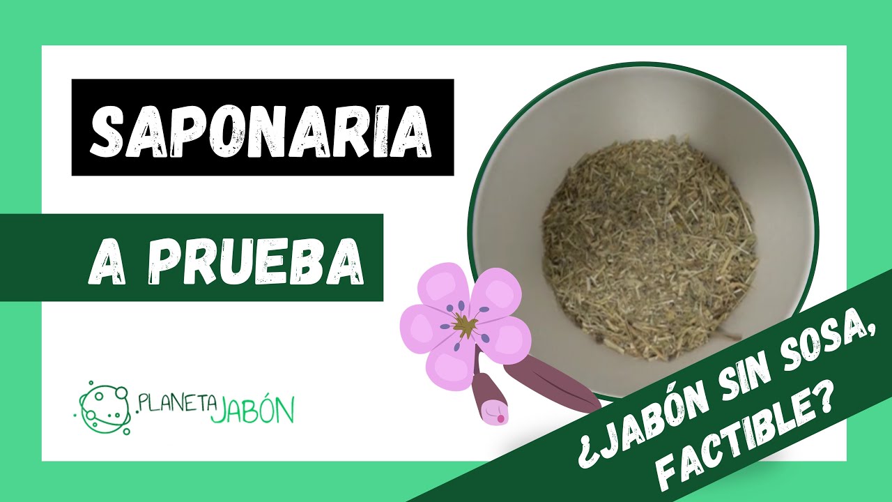 SAPONARIA para hacer Jabón, A PRUEBA. Jabón sin sosa caustica