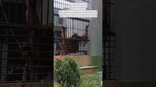 Manfaat sedekah #sedekah #allah #jumatberkah #dakwah #zoo #orangutan