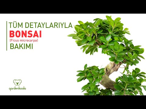 Video: Ficus microcarpa: evde bakım, fotoğraf