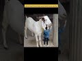 bakra eid mubarak// #youtube #video