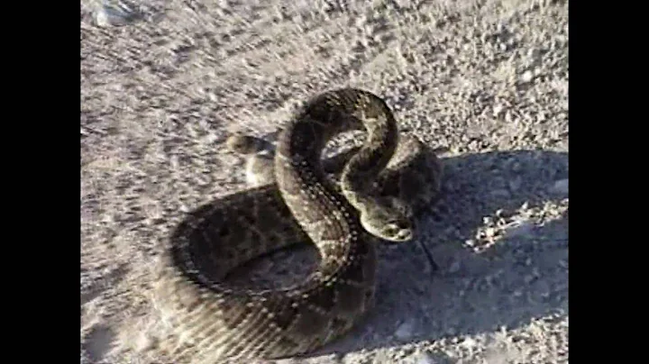 Mojave Rattlesnake