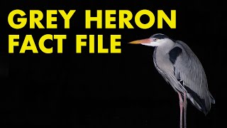 Grey Heron: Fact File (British Wildlife Facts)