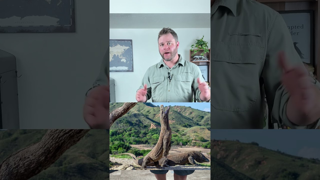 Komodo Dragons are Large and Venomous 