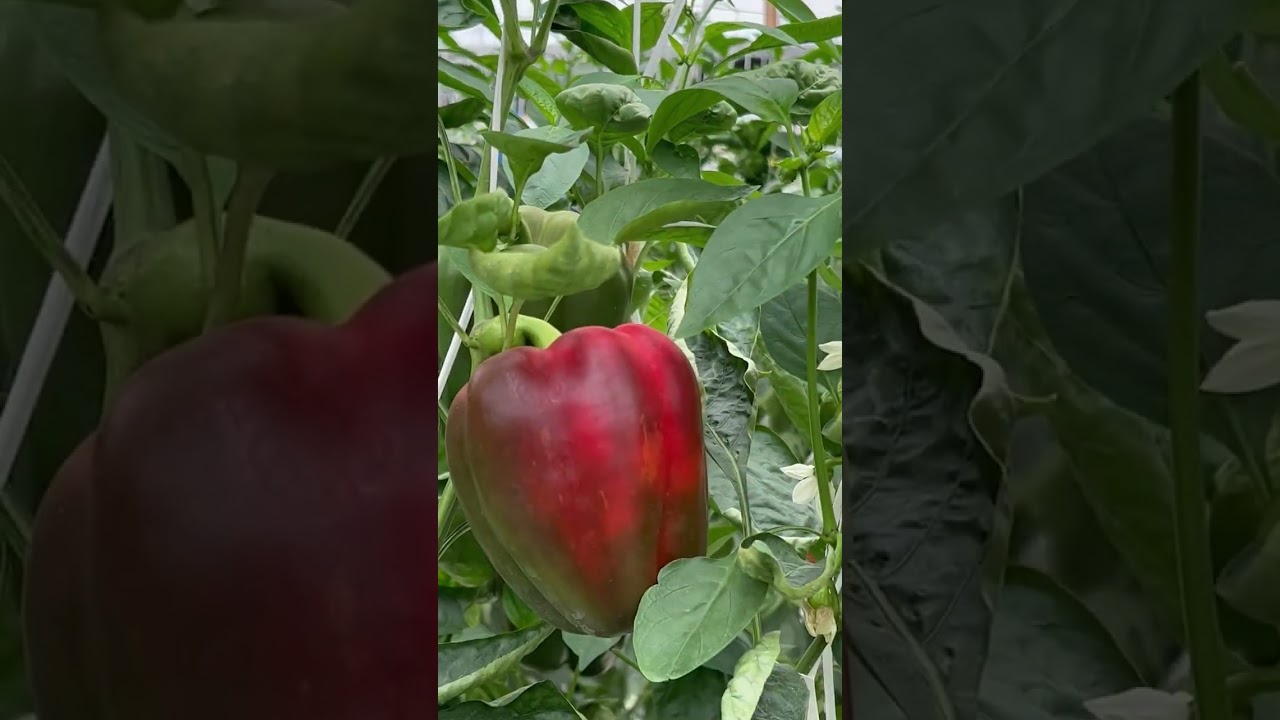 Uso de Plástico Agrícola Pentacapa en Arica Chile