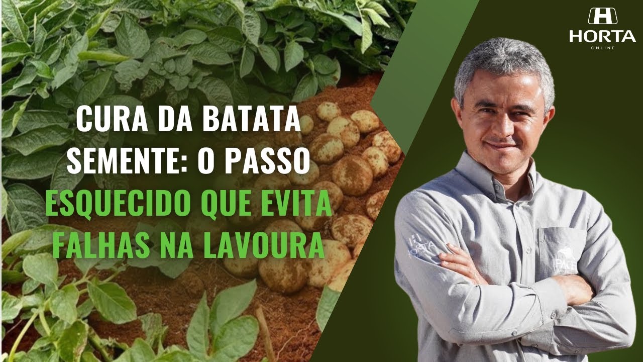 CURA DA BATATA SEMENTE: O PASSO ESQUECIDO QUE EVITA FALHAS NA LAVOURA