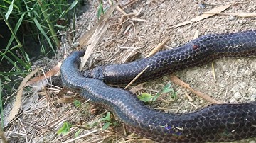 #BẫyRắnĐồngTháp #Tập157 bắt rắn bằng lưới hai con rắn hổ hành khủng