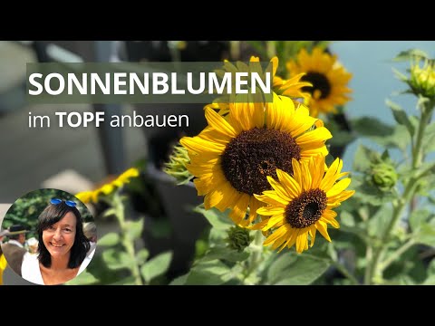 Video: Sonnenblumen spät pflanzen: Kann man im Spätsommer Sonnenblumen anbauen?