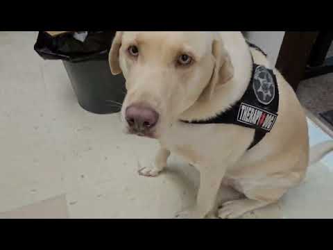 Got To See Deputy Fraley's Therapy Yellow Lab Big Cooper!!!!! 💛 💖💞💕💓At Keyser Middle School😊😁😃