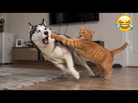 Cats & Dogs Who Accidentally Became Comedy Legends 😹🐶 - Funniest Moments Ever 😂🤣