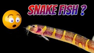 Weird But Cute! Kuhli Loach Fish Profile and Complete Care Guide