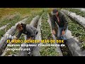 El agro genera más de 66k nuevos empleos: Crecimiento de empleo rural -TvAgro por Juan Gonzalo Angel