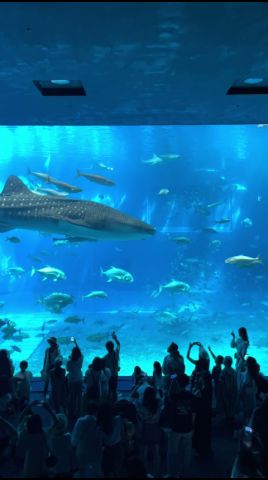 【知らない人多数】美ら海水族館に行ったついでに遊びに行けるおすすめ観光地を15ヶ所紹介!《沖縄旅行・観光・旅行》#沖縄旅行 #japan #okinawa #美ら海水族館