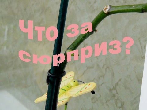 Что проснулось из почки на орхидее, детка или цветонос? Как определить?
