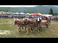 Parada cailor de la Gilau, Cluj 10 Iunie 2021 Nou!!!