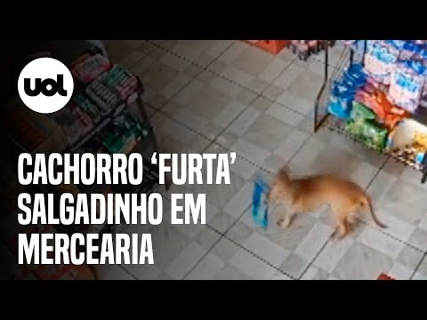 Câmera de segurança flagra cachorro ‘furtando’ salgadinho em mercado no Paraná