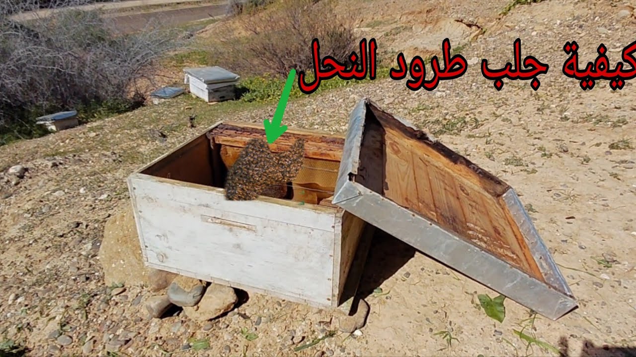 هادي هيا أسهل طريقة الإصتياد طرد النحل 
