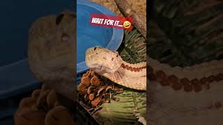 Rattlesnake got some beef🤣 #snake #venomous #funny
