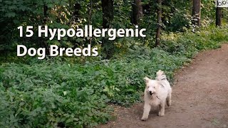 15 Hypoallergenic Dog Breeds by Samantha's Animal Facts 134 views 3 years ago 6 minutes, 50 seconds