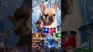 ai가 만든 유리드럼치는 프렌치불독 3탄 #ai #veo #강아지 #google #cute #youtubeshorts #popit #colorful #shorts