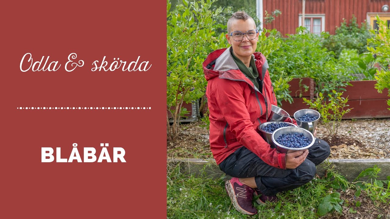 Odla och skörda blåbär