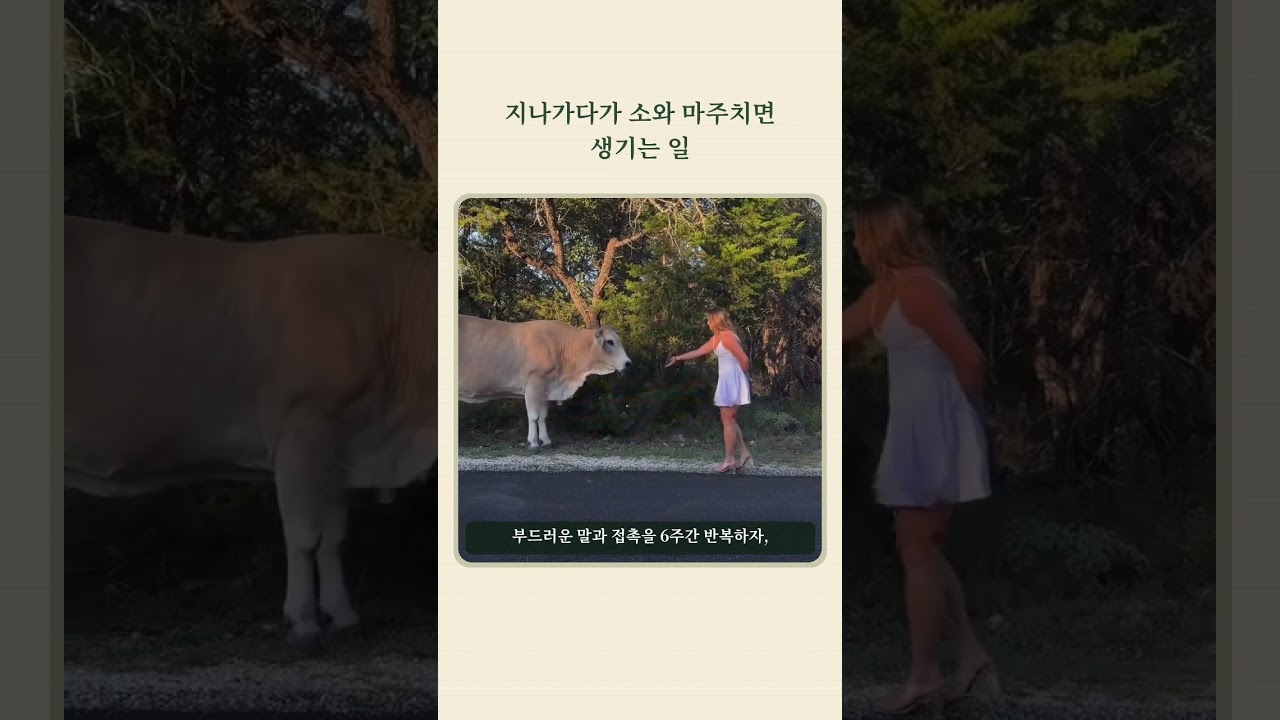 지나가다가 소와 마주치면 생기는 일