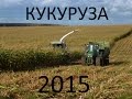 Заготовка кукурузы 2015. Harvesting corn 2015.