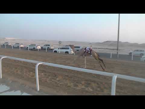 ش6 قعدان لقايا  مشرف  حمد بن راشد الصفوه المري  6 34 80