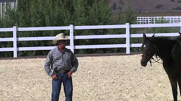 What is the personality of a Arabian horse?