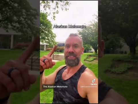 Video: Oman koirankotelon tekeminen