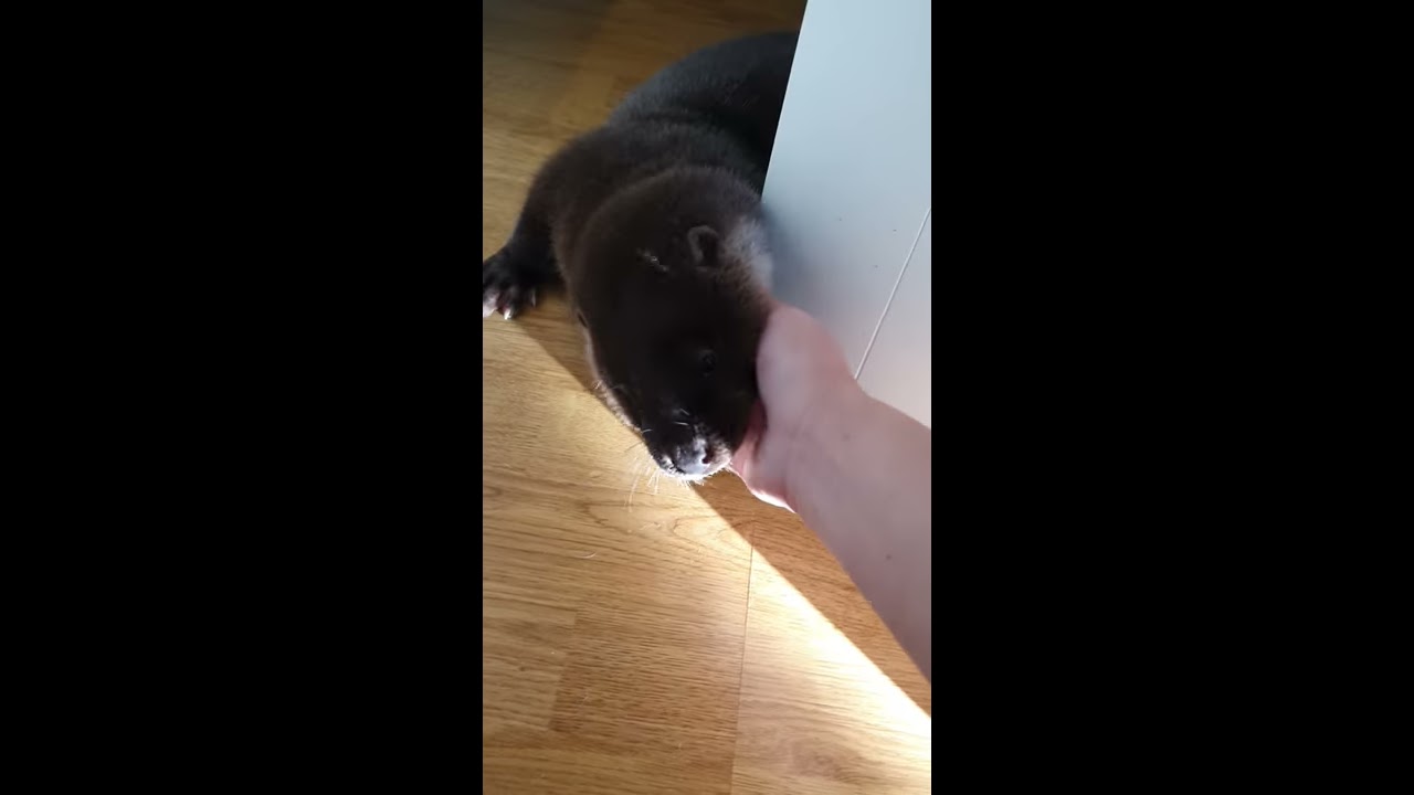 SvennTheOtter My Happy Sound