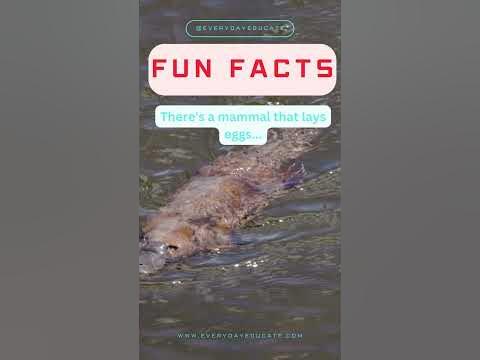 There's a mammal that lays eggs...🥚🪺 - YouTube