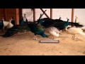 Павлины Фельдман Экопарк/Feldman Ecopark’s peafowls
