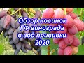Обзор НОВИНОК ГФ винограда в год прививки 2020
