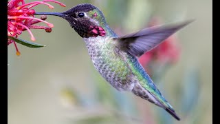 Anna's Hummingbirds: Characteristics, Habitat, Metabolism, Mating, Reproduction, Nesting, Chicks