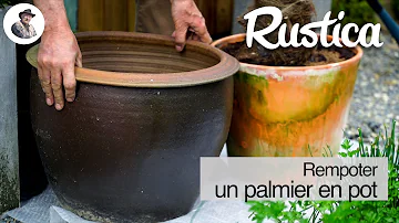 Quand rempoter un palmier d'extérieur ?