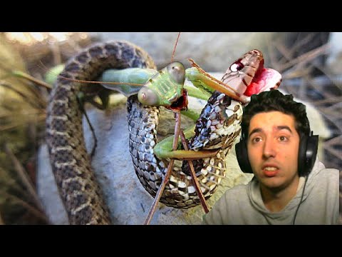 WATOP This Is Why Snakes Are Afraid of Mantises Reaction