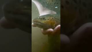 Eucumbene river brown trout #browntrout #browntroutfishing #fishing #mountains #trout #youtubeshorts
