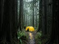 Solo Camping in Rainy forest #solocamping #camp #rain #forest #naturecamping #easycamp #greenary