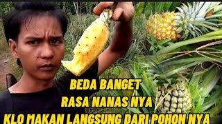 pencinta rujak pasti pengen nanas ini