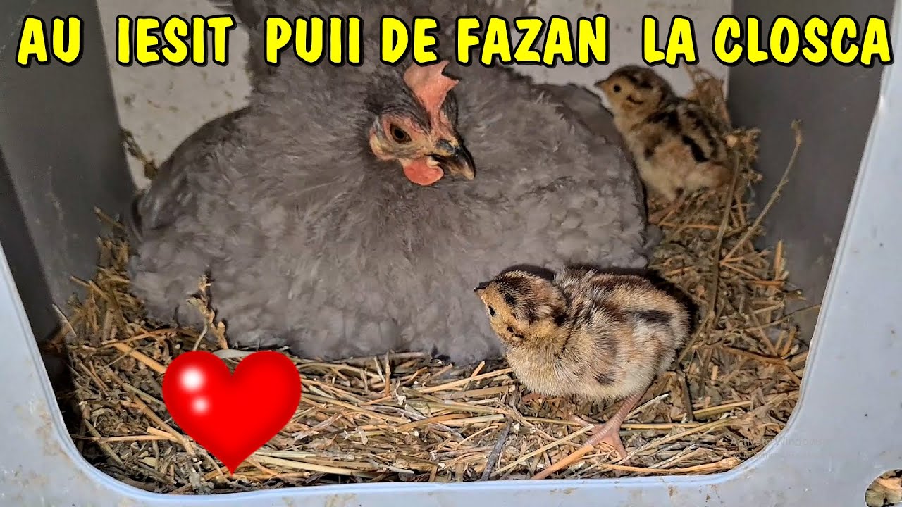 Viața la țară - Au ieșit puii de FAZAN de la cloșcă - Câți pui sunt? Video special